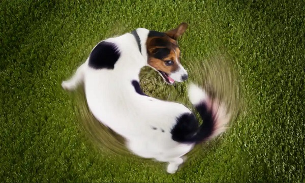 Dog chasing its tail.